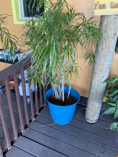 Outdoor tree in blue planter