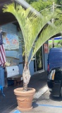 Large palm tree in pot