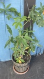 Plant in bucket