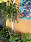 Outdoor trees and planters