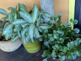 Outdoor plants in pots