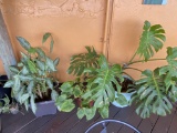 Outdoor Plants in pots