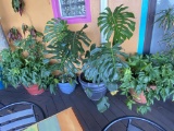 Outdoor plants in pots
