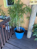 Outdoor tree in blue planter