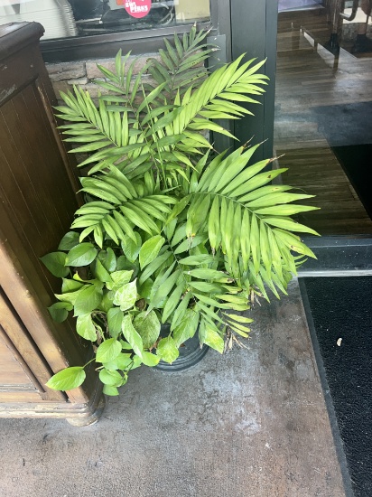 Potted Plants
