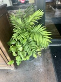 Potted Plants