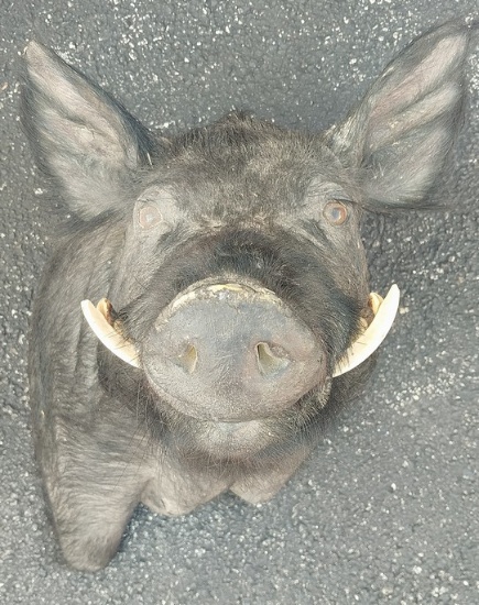 Wild Boar's Head - Wall Mount Taxidemy