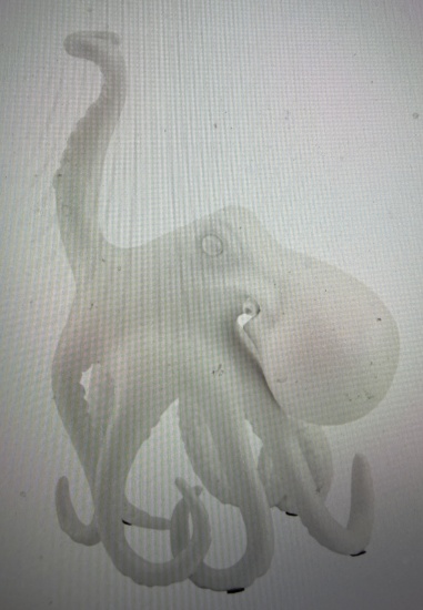 C-3228L-WFR,Sugvar the Octopus // Frosted White, 24" X 15"