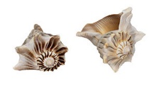 LIGHTNING WHELK 14-16 cm-EDGED - Location 038-040