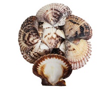 *LARGE SHELL BAG-VB - Location 038-060B
