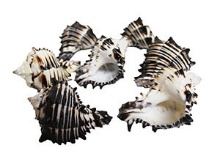 BLACK MUREX LACQ. 6-7 CM-BULK - Location 039-038B