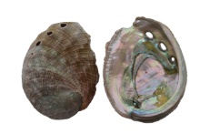 SMALL RED ABALONE 8-9 CM-BULK - Location 039-062B