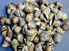 CROWN CONCH SMALL EDGED-LB - Location 039-068