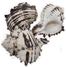 BLACK MUREX 9-10 CM - Location 040-110