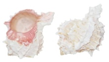 PINK MUREX 7-8 CM BULK - Location 038-013B