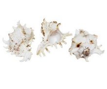 MUREX RAMOSUS 8-9" - Location 041-067