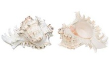 *SHELL-MUREX RAM 5-6", CHOCOLATE CLAM MEDIUM-LB,ORANGE WHELK 14-16 cm LACQ. - Location 038-002