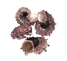 DRILLED ANGARIA DELPHINULA-MD- - Location 041-151