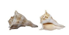 LIGHTNING WHELK 20-22cm LACQ. - Location 042-005