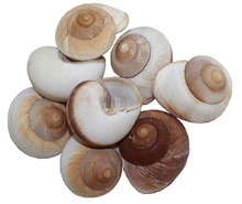 GIANT LAND SNAIL 3-3-½" - Location 042-014