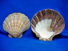 LION'S PAW 14-15 CM-EDGED - Location 042-025