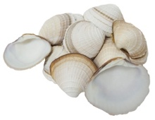 CHEENA CLAM 6-7 CM - Location 042-031B
