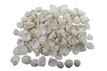 WHITE MINI CLAM ROSE-KILO - Location 042-062B