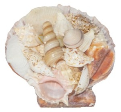 5 Lion'S Paw Shell Pack