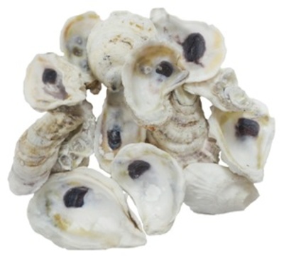 Oyster Shells 3-4"-Bk