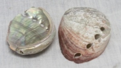 A Medium Red Abalone (Farm)-L