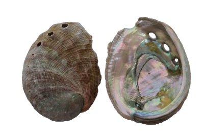 Small Red Abalone 8-9 Cm-Bulk