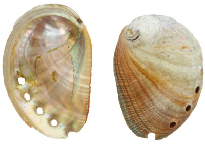 Small Red Abalone 7-8 Cm Bulk