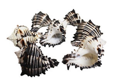 Black Murex Lacq 12-13 Cm -Bul