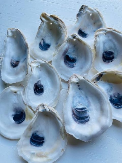 PHALIUM GLAUCA 3½-4"-KILO - Location 038-060