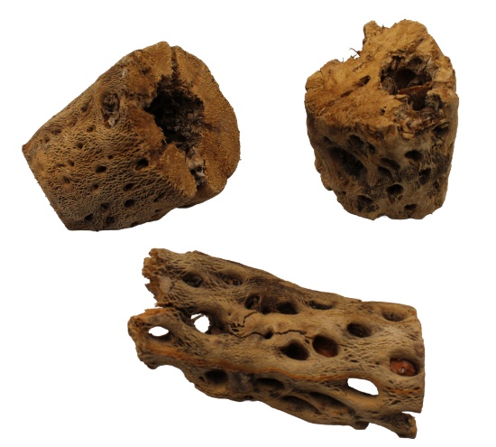 CHOLLA WOOD MEDIUM- JUNK - Location 039-062-MT