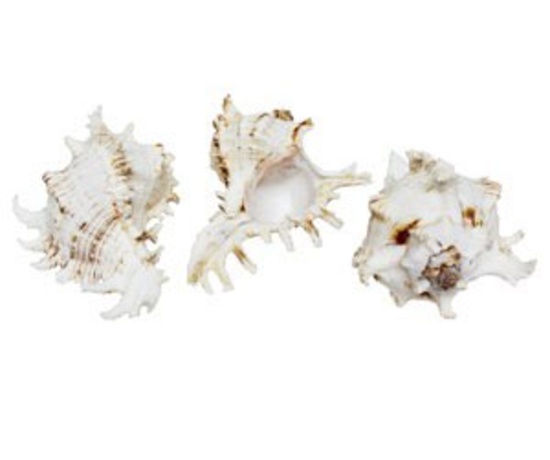 MUREX RAMOSUS 6-7" - Location 040-183