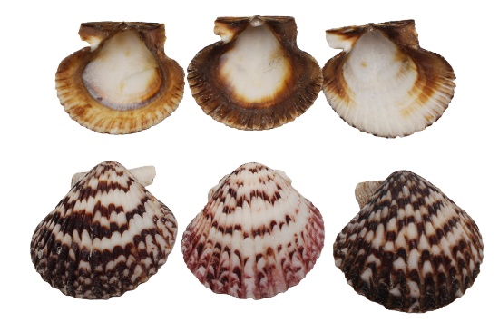 ASSORTED PECTEN 6-7 CM - Location 038-015