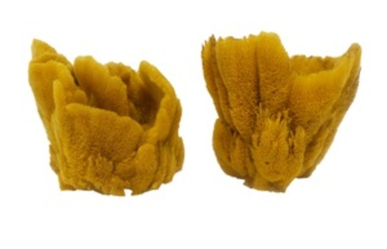 *VASE SPONGE 7" - Location 038-029