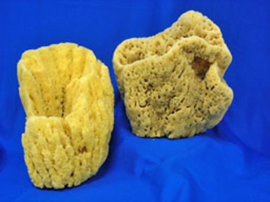 VASE SPONGE EXTRA LARGE - Location 038-029
