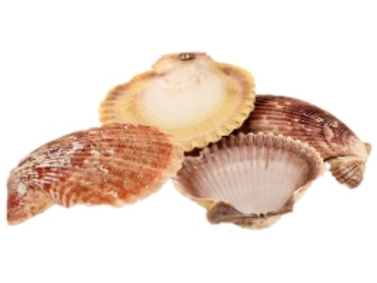PECTEN NOBILIS-KILO-BULK - Location 038-029