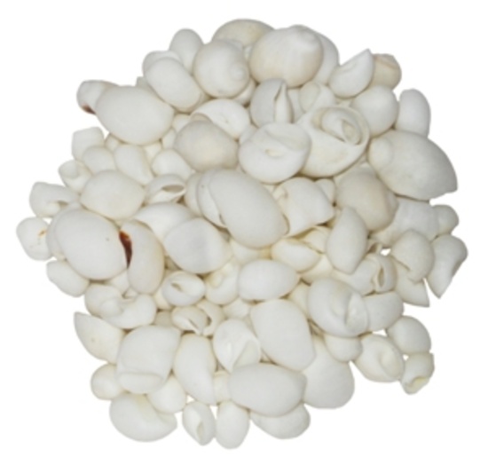 WHITE NATICA-KILO - Location 045-032