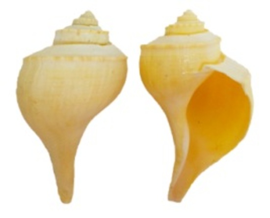 CHANNEL WHELK 10-12 cm LACQ. - Location 045-065
