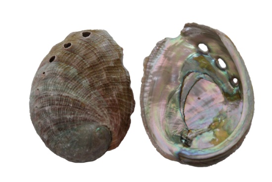 SMALL RED ABALONE 8-9 CM-BULK - Location 051-001B