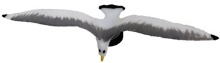 SEAGULL MAGNET