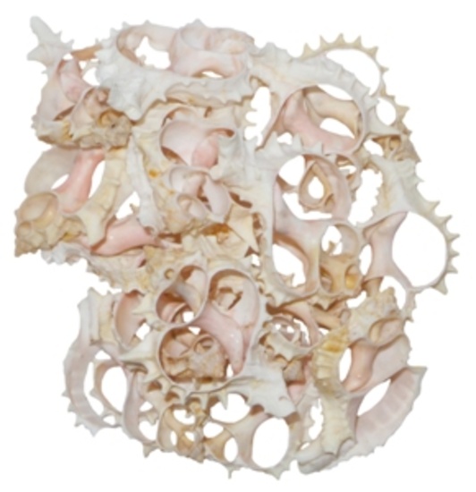 PINK MUREX SLICE 2-1/2-3"