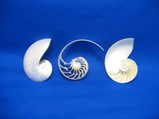 PEARLIZED NAUTILUS 6-7" 2 CUT