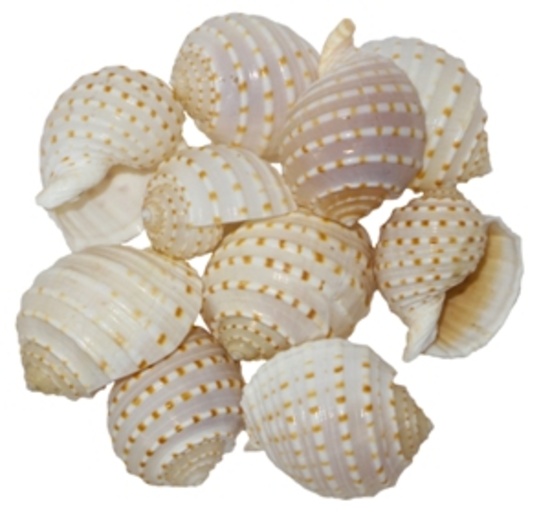 TONNA TESSALATA 1-1/2-2"