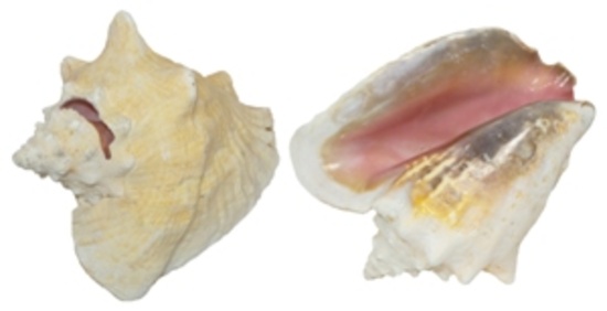 PINK CONCH 9-10" W/SLIT & EDGE