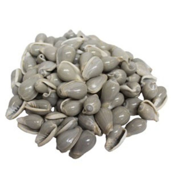 MARGINELLA VETRICOSA-KILO