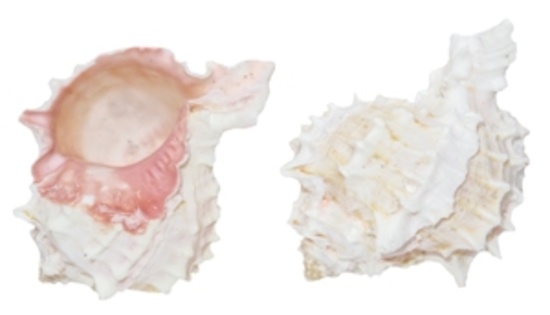 PINK MUREX 9-10 CM - Location 055-125